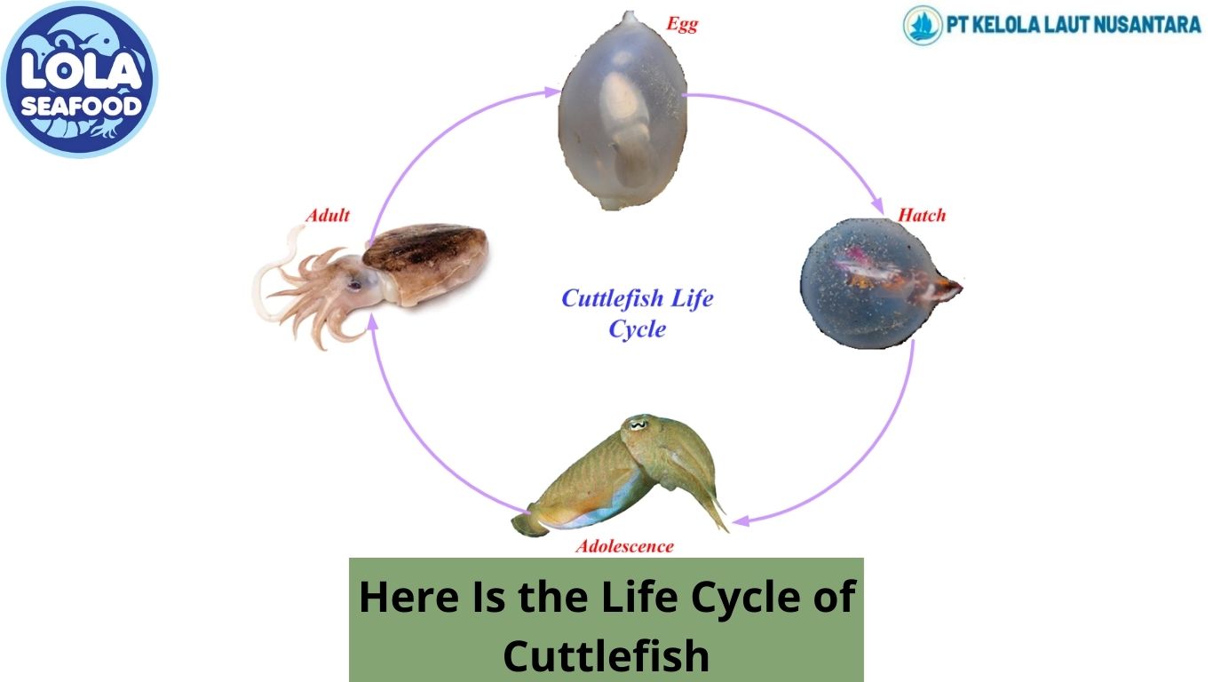 Here Is the Life Cycle of Cuttlefish